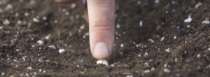 Finger pushing a seed into the soil