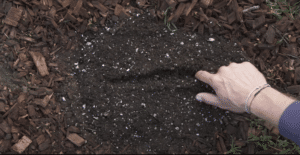 hand planting a seed with furrow method