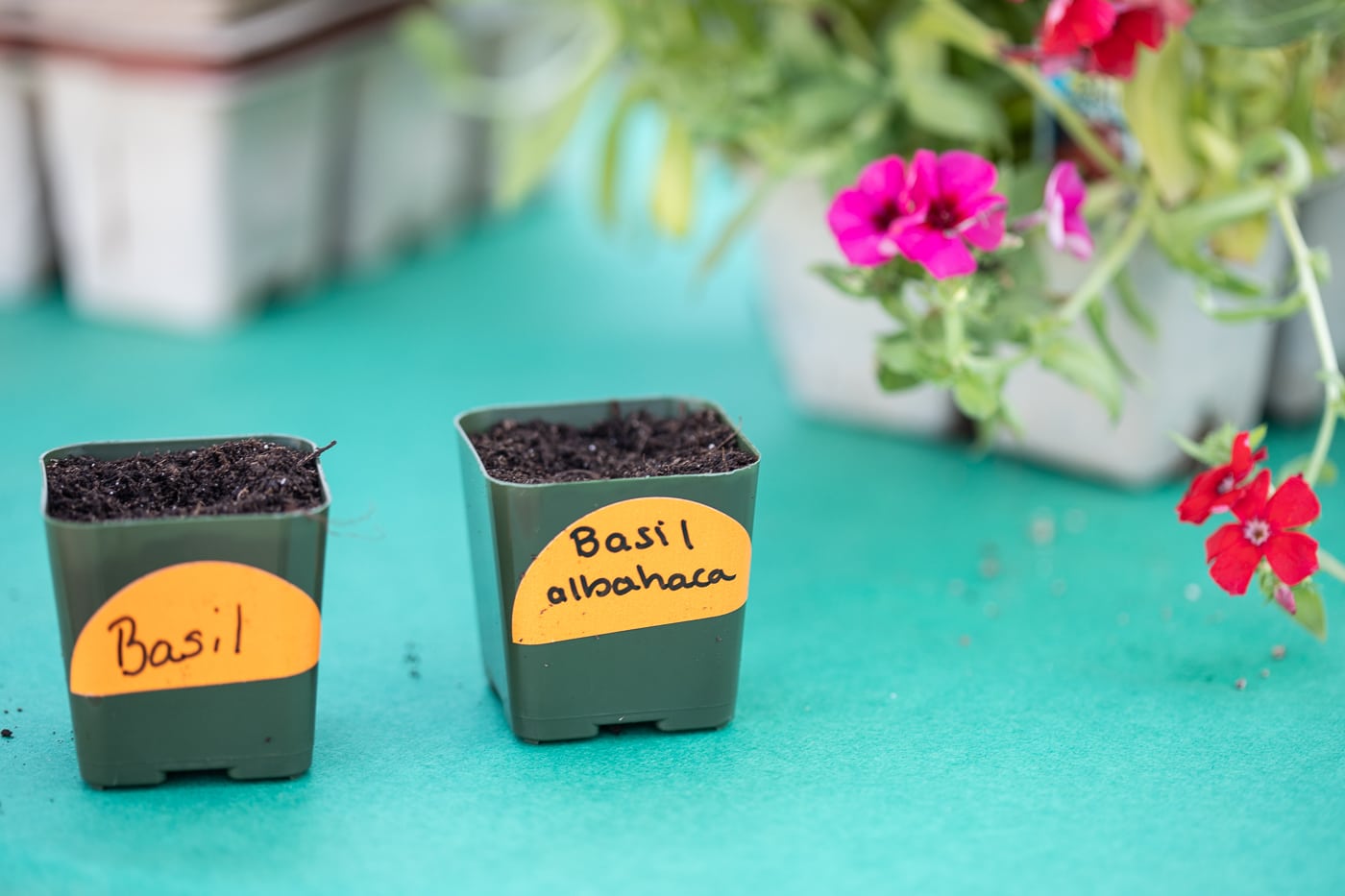 Mini pots with basil seeds