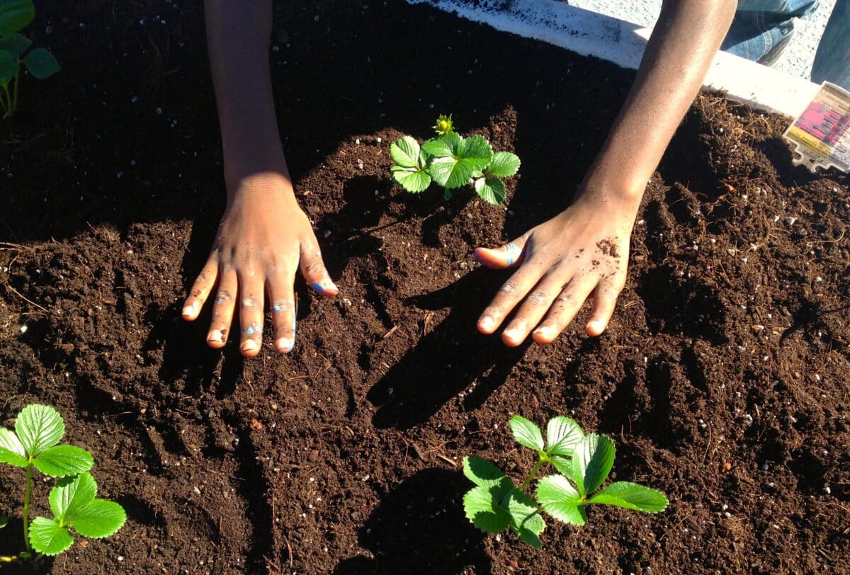 hands in soil with strawberry plants.