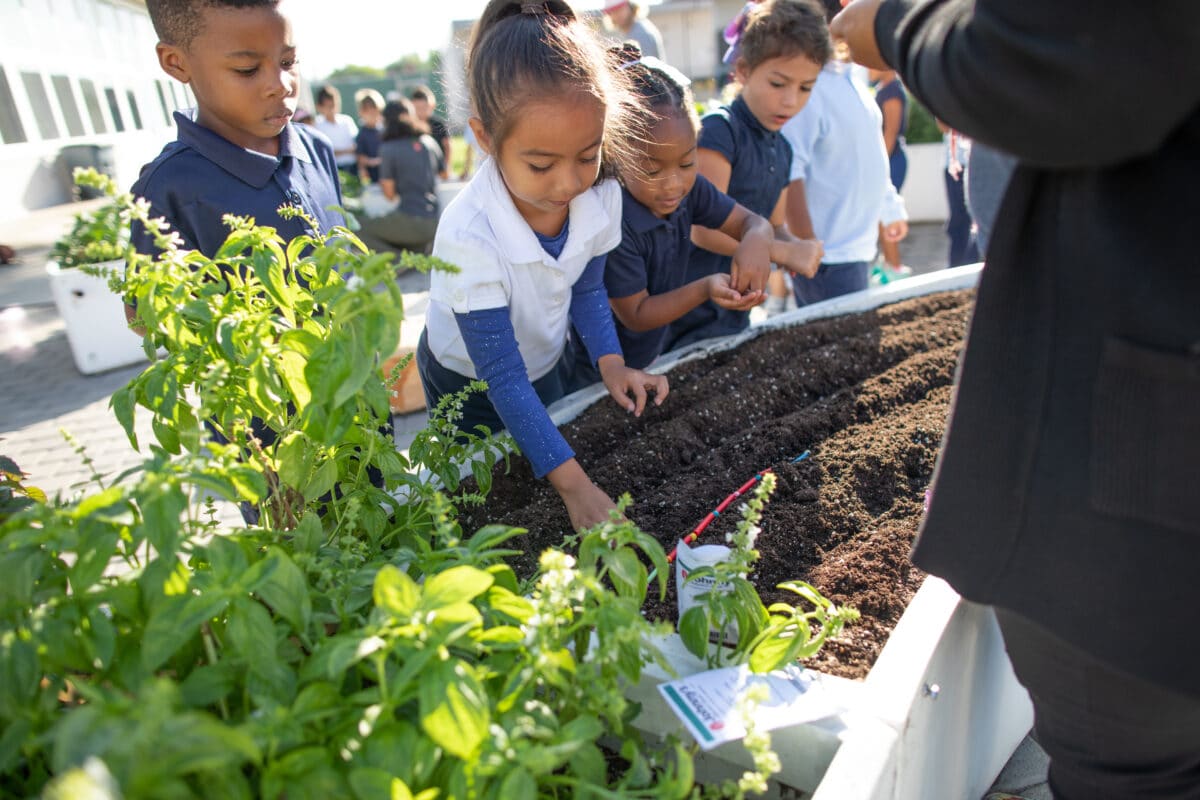 Plant a Seed Day Activities & Resources - Big Green