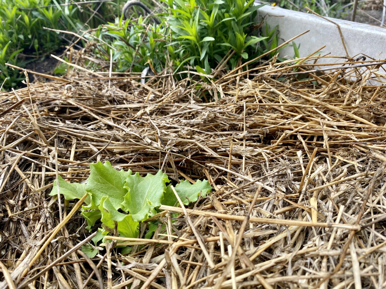 Mulch The Soil! Big Green